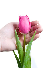 Image showing hand and pink tulip isolated on white