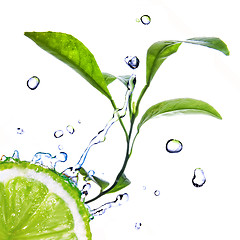 Image showing water drops on lime with green leaves isolated on white