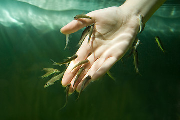Image showing Hand in water with fishes (Fish spa for skin care)