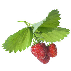 Image showing Strawberry with leaves isolated on white