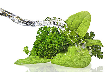 Image showing Bouquet of parsley and spinach isolated on white