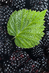 Image showing blackberry with green leaf