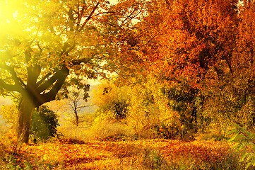 Image showing autumn forest with sun beam