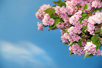 Image showing spring blossom of purple sakura against blue sky