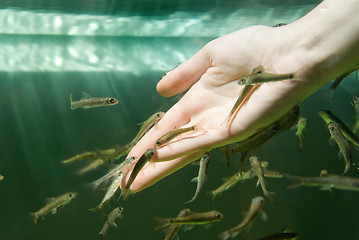 Image showing Hand in water with fishes (Fish spa for skin care)