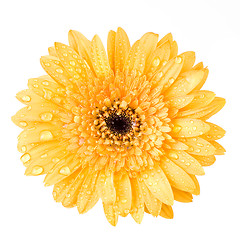 Image showing Macro of yellow daisy-gerbera head isolated on white