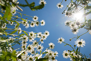 Image showing white chamomiles against blue sky and sun