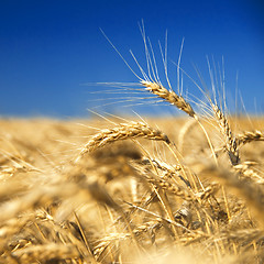 Image showing golden wheat against blue sky