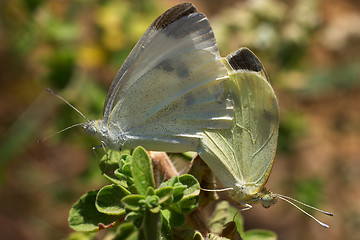 Image showing Southern white butterflies mating