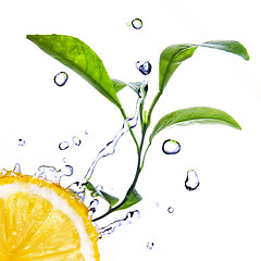 Image showing water drops on lemon with green leaves isolated on white