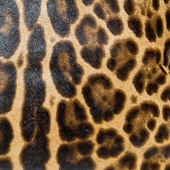 Image showing Leopard skin background