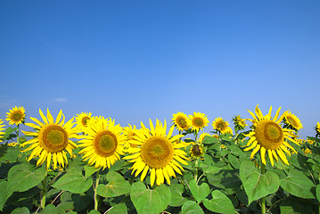 Image showing sunflower field over blue sky