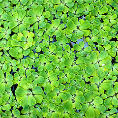 Image showing background from green duckweed in water