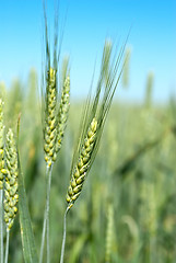 Image showing green wheat