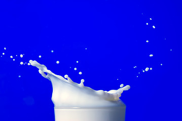 Image showing Milk splash isolated on blue