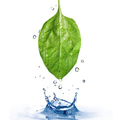 Image showing green spinach leaf with water drops and splash isolated on white