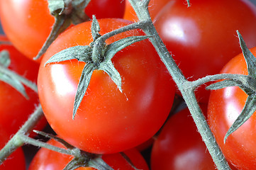 Image showing Vine tomatoes