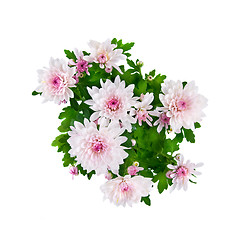 Image showing purple chrysanthemum bouquet isolated on white