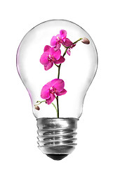 Image showing Natural energy concept. Light bulb with pink orchid isolated on 