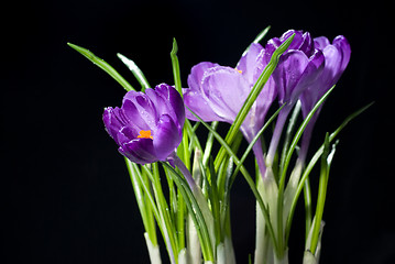 Image showing crocus bouquet isolated on black