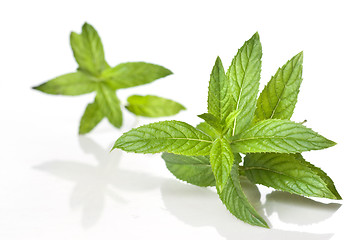 Image showing green mint isolated on white