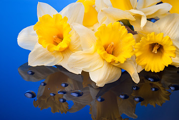 Image showing yellow narcissus on blue background with water drops