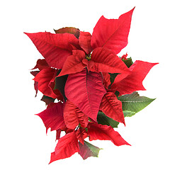 Image showing christmas flower