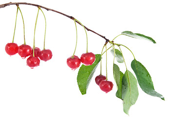 Image showing red cherry with leaves and water drops isolated on white