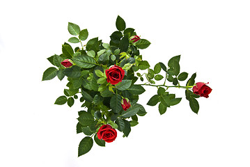 Image showing red rose bouquet isolated on white