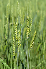 Image showing green wheat