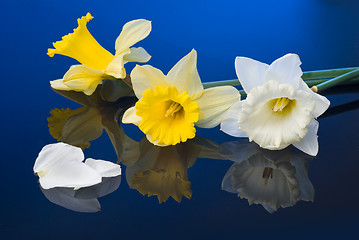 Image showing yellow and white narcissus on blue background