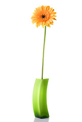 Image showing Orange daisy-gerbera in green glass vase isolated on white