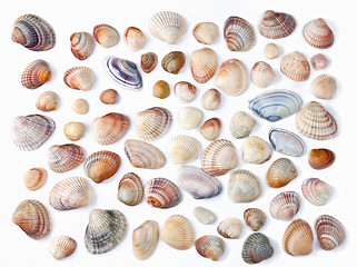 Image showing various color shell isolated on white