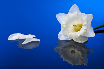 Image showing white narcissus on blue background