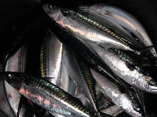 Image showing mackerel in a bucket