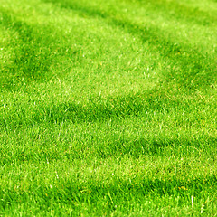 Image showing green grass background with stripes