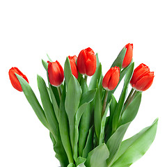 Image showing close-up red tulips isolated on white