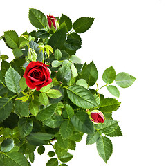 Image showing red rose bouquet isolated on white