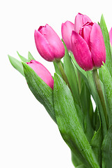 Image showing close-up pink tulips isolated on white