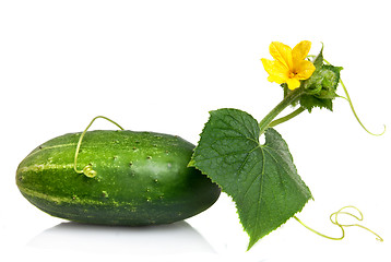 Image showing green cucumber with leaves and flower isolated on white