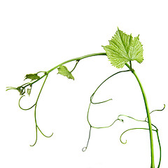 Image showing vine rod isolated on whine
