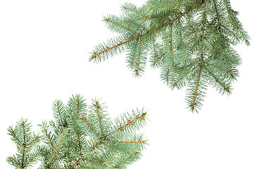 Image showing Branch of christmas fir tree isolated on white