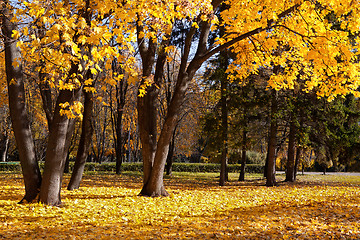 Image showing autumn trees in the park