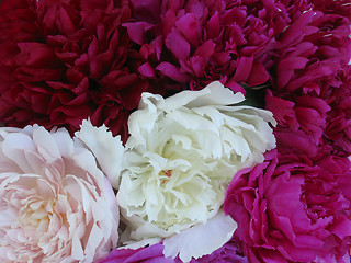 Image showing Peonies