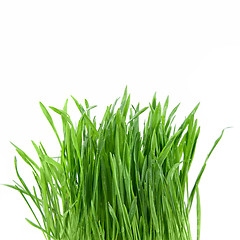 Image showing close-up green grass isolated on white