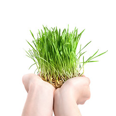 Image showing human hand holding green grass on white