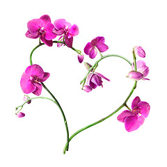 Image showing heart from pink orchids isolated on white