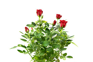 Image showing red rose bouquet isolated on white