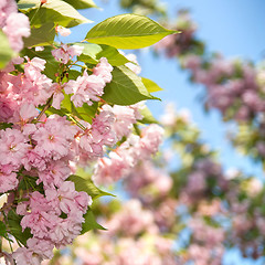 Image showing spring blossom of purple sakura against blue sky
