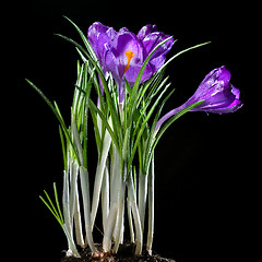 Image showing crocus bouquet isolated on black